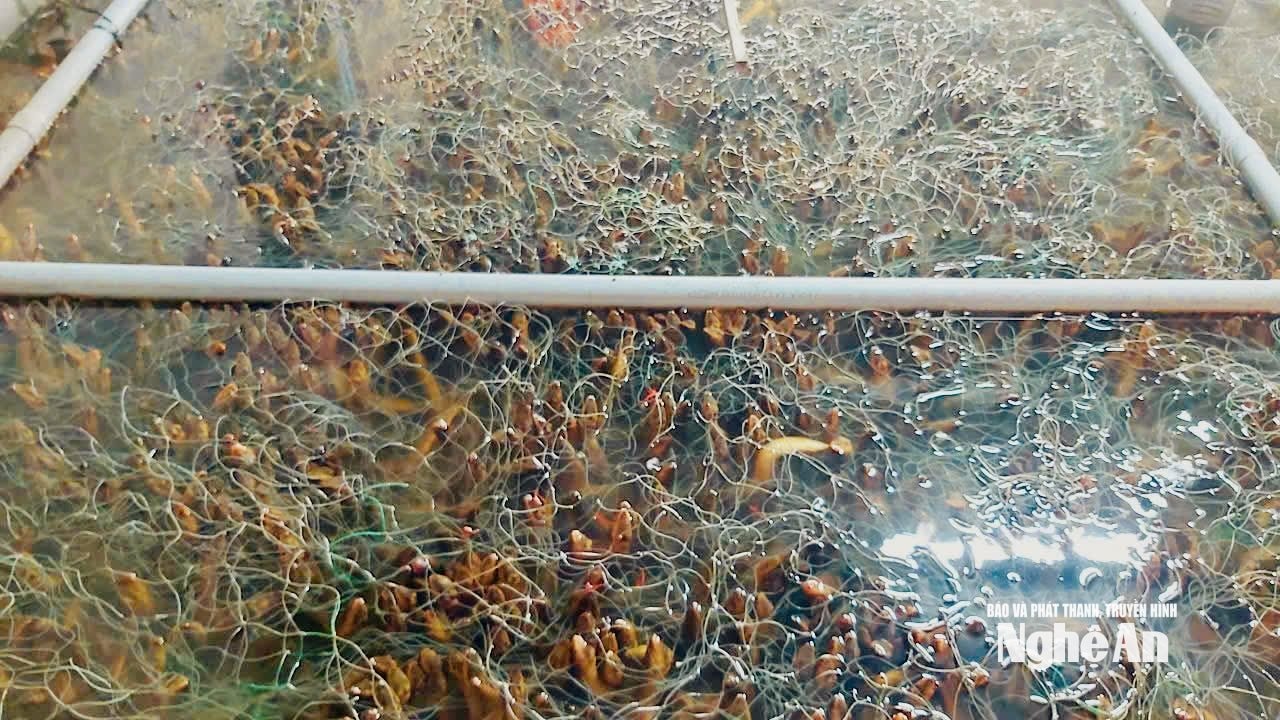 lươn 4 (1)