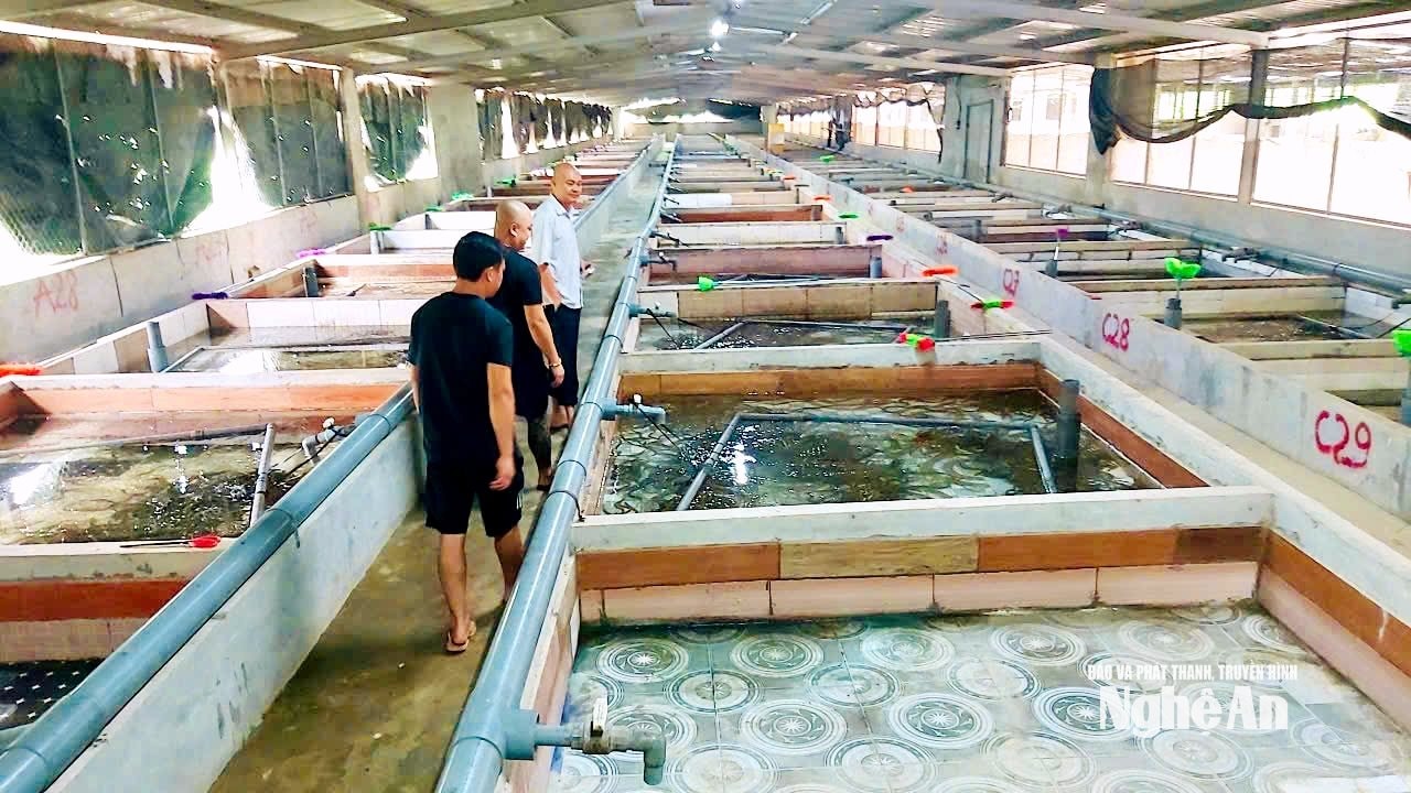 lươn 5