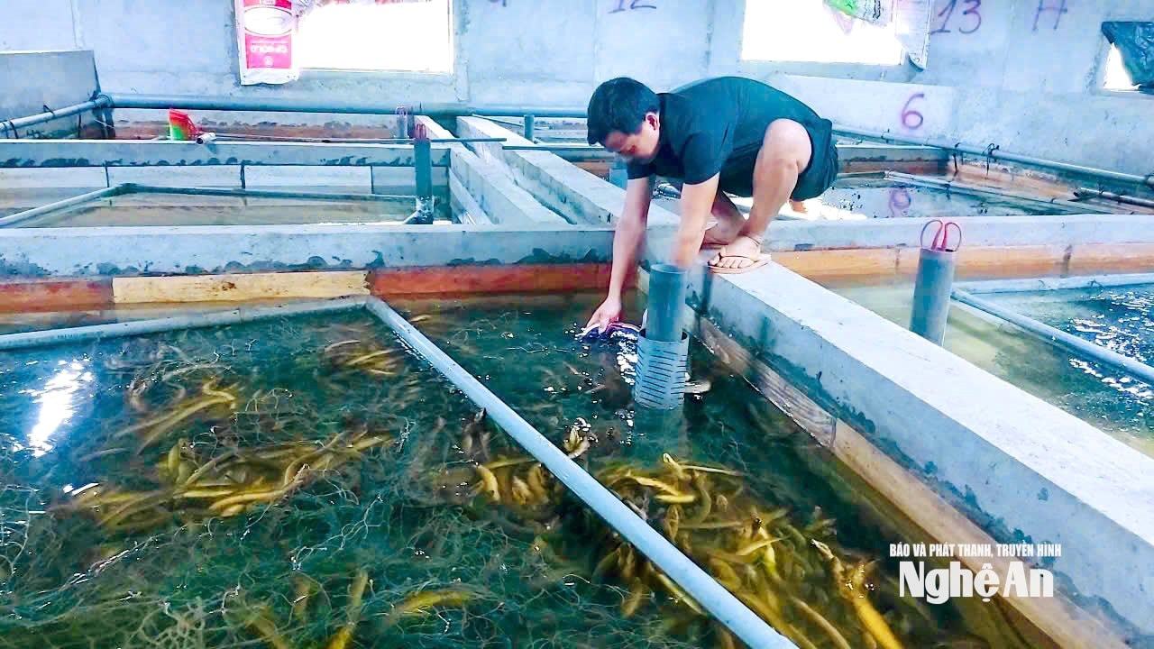 lươn 6