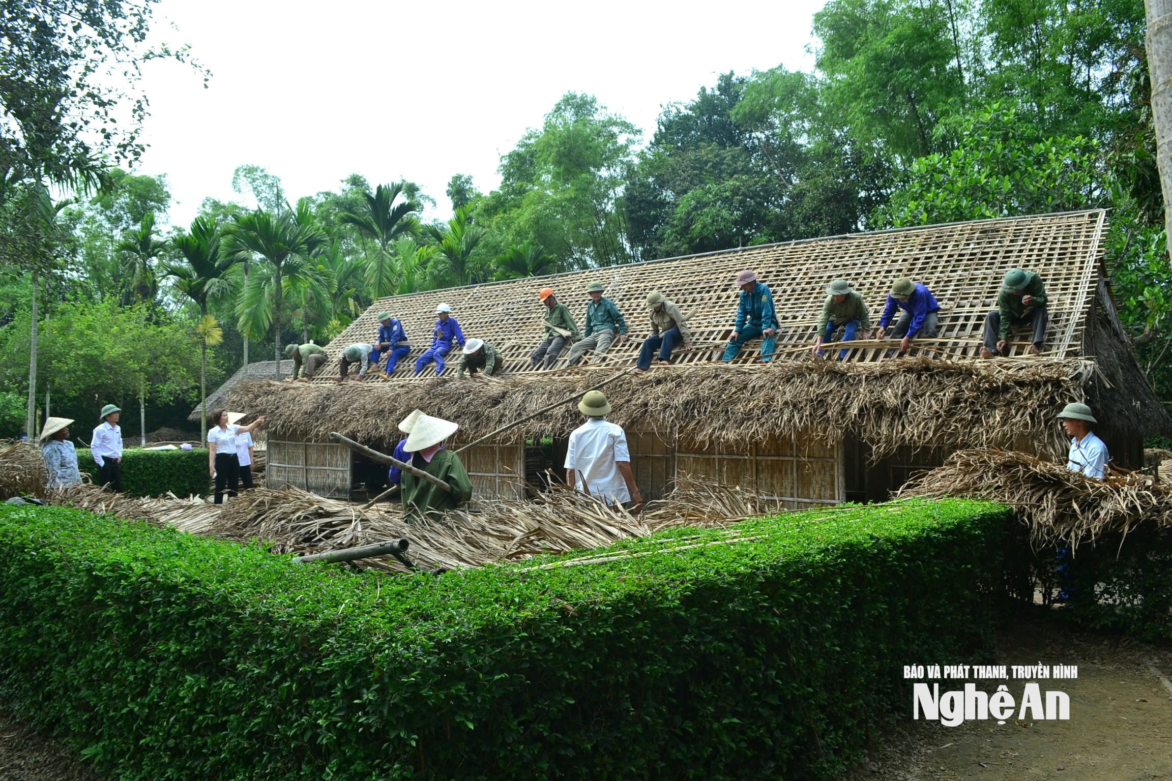 Lợp lại mái tranh và việc làm quan trọng và thường xuyên của cán bộ, nhân viên Khu Di tích, nhằm đảm bảo sự nguyên vẹn của nhà Bác3