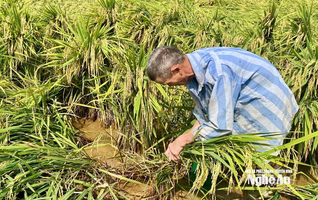 Một nông dân gần 70 tuổi dựng lúa đổ ngoài đồng, ảnh_ văn trường (1)
