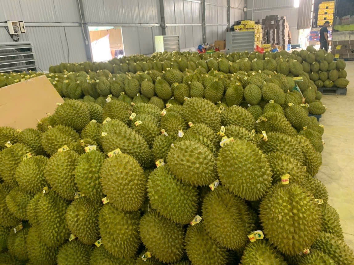 Giá sầu riêng hôm nay 20/5/2026: Tiếp tục đi ngang
