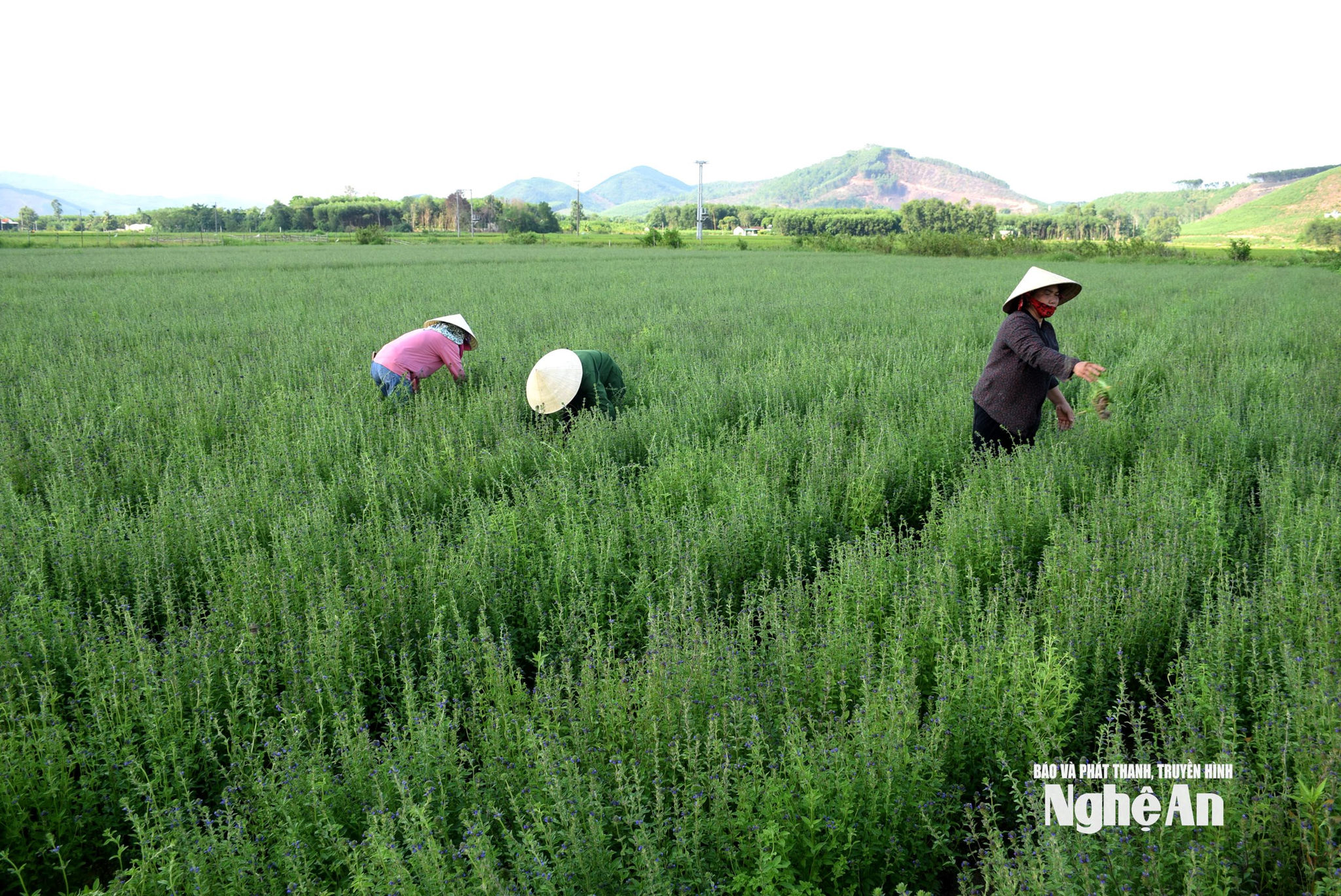 Bà con nông dân xã tiến Thàng chăm sóc vườn cây nhân trần. Ảnh Xuân Hoàng