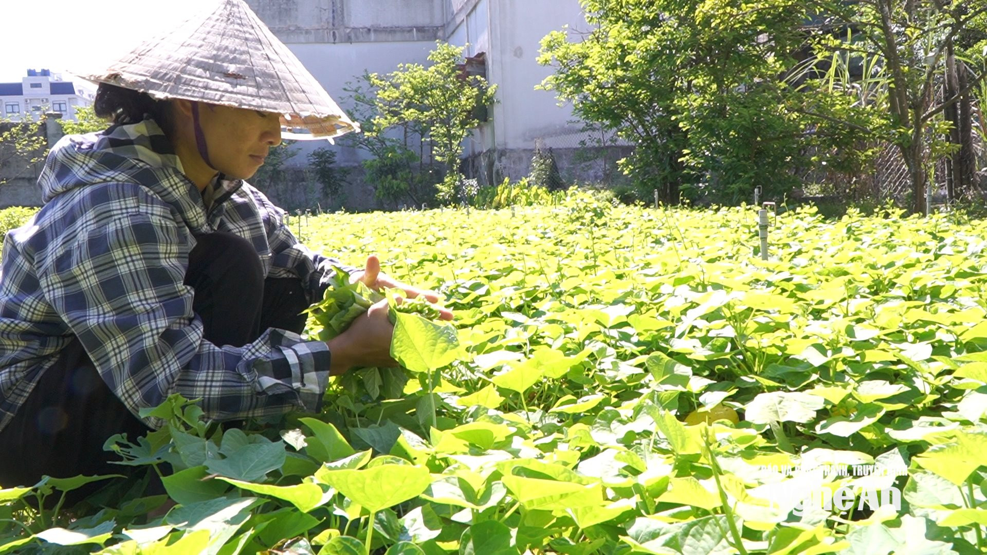 Chị Liên lầm lũi mưu sinh nơi mảnh vườn nhỏ