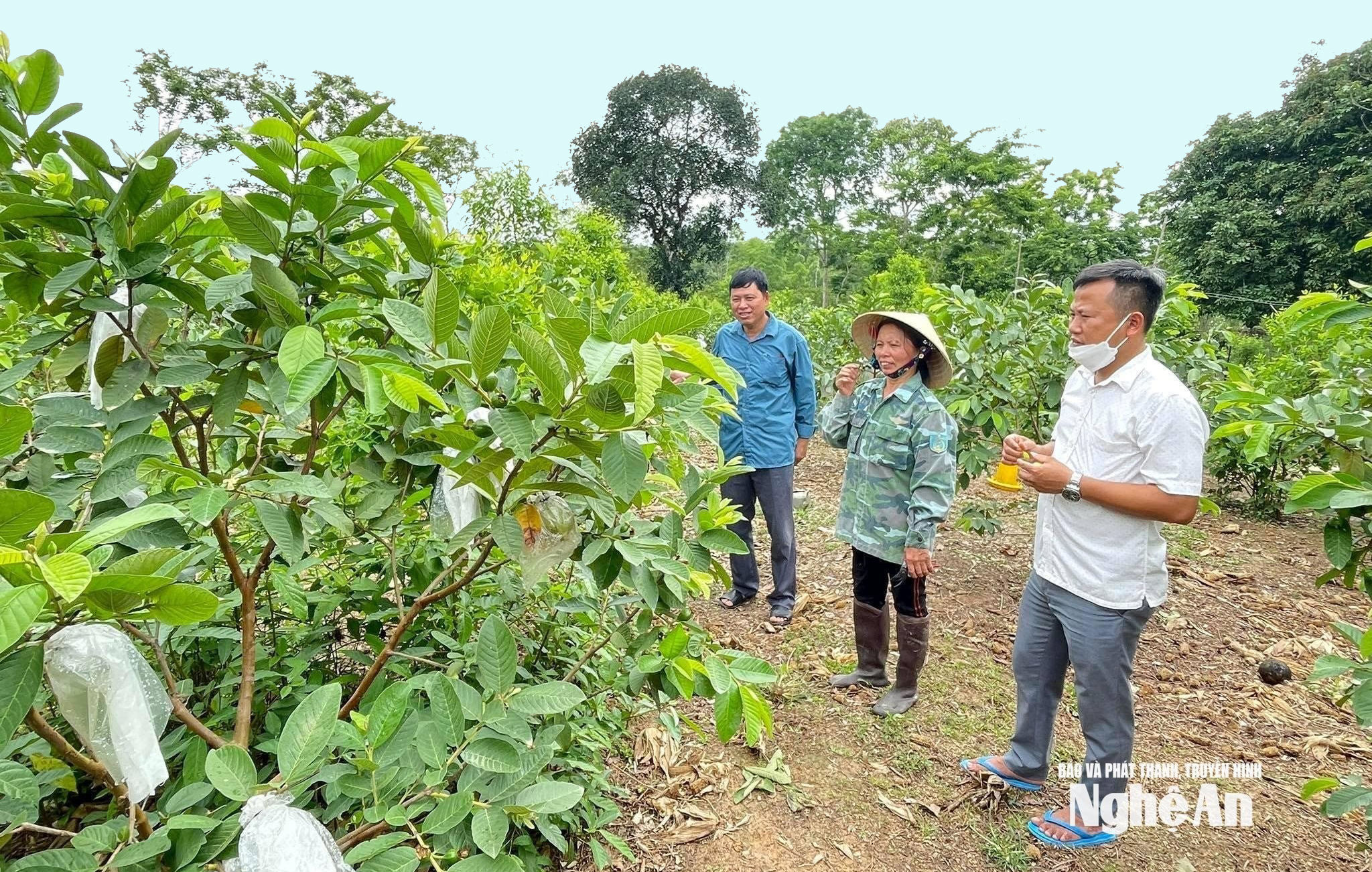 Nhiều hộ nông dân ở xã Nghĩa Mai đã chuyển đổi cây trồng với mô hình trồng cây đàn hương xen ổi. Ảnh tư liệu Minh Thái