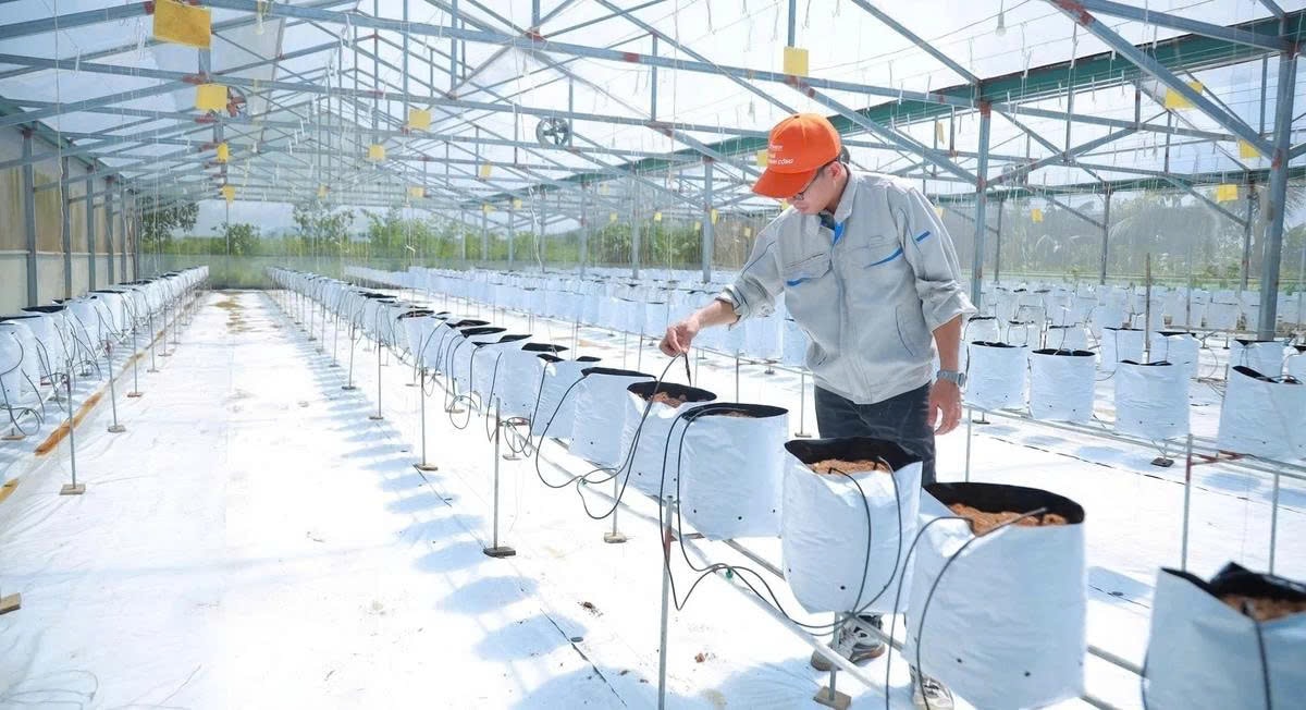 Trang trại sản xuất của Hợp tác xã Dịch vụ nông sản hữu cơ công nghệ cao Vfresh Garden tại xã Hưng nguyên Nam. Ảnh: Phú Hương
