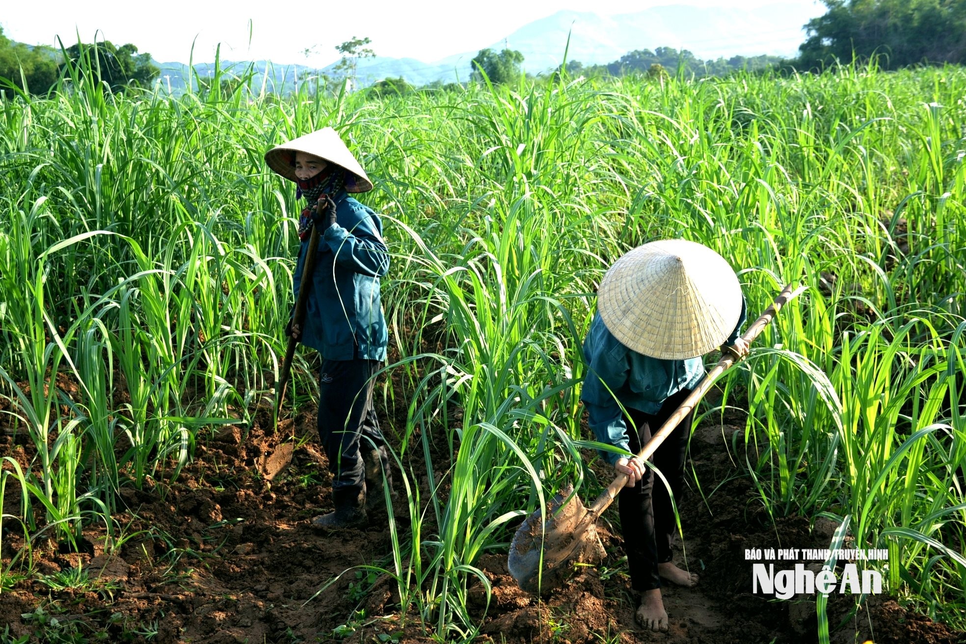 những ruộng mía trồng muộn, bà con tích cực chăm sóc để đạt năng suất cao
