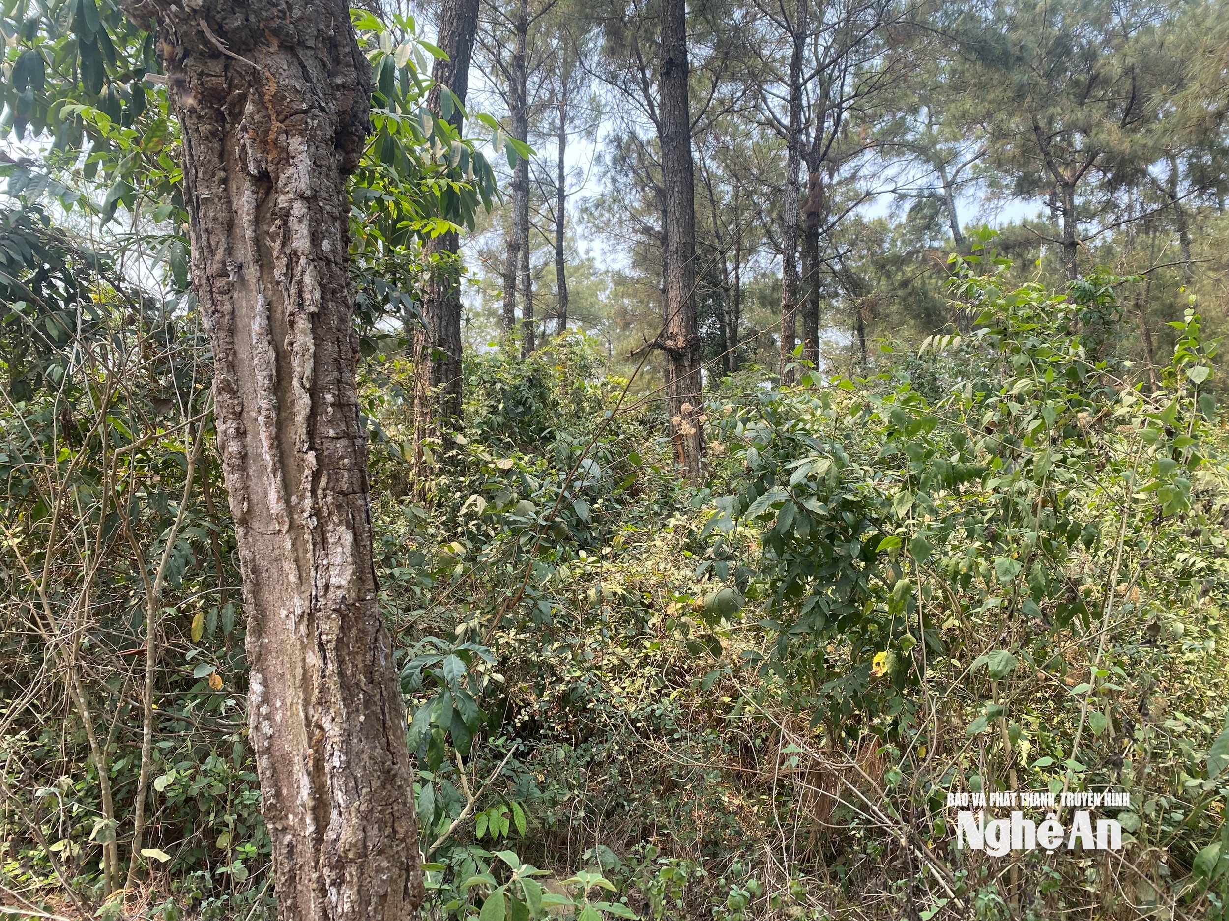 ລົດຕູ້ truong m456