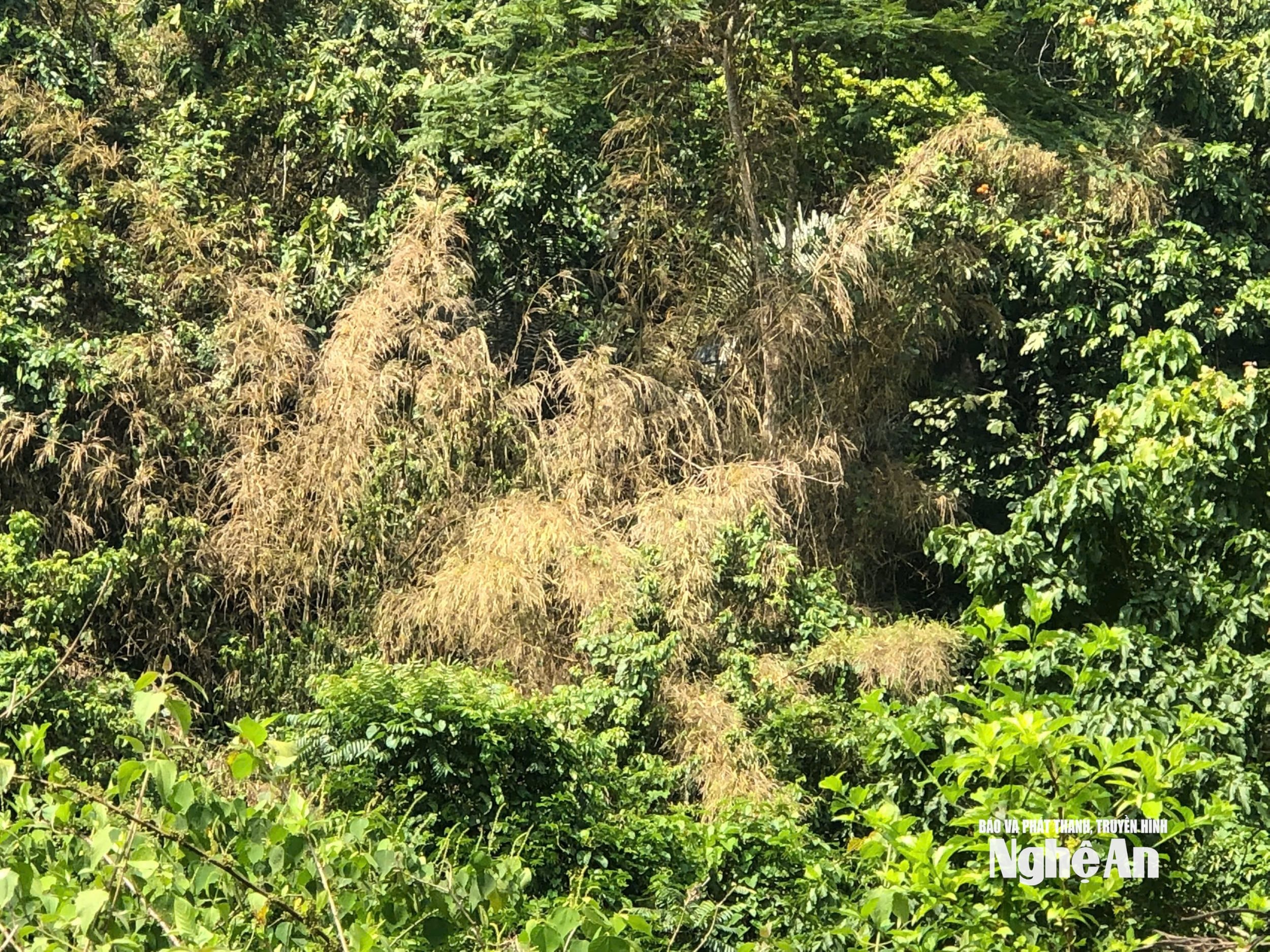 ໂຮງຮຽນເມດຕີ້