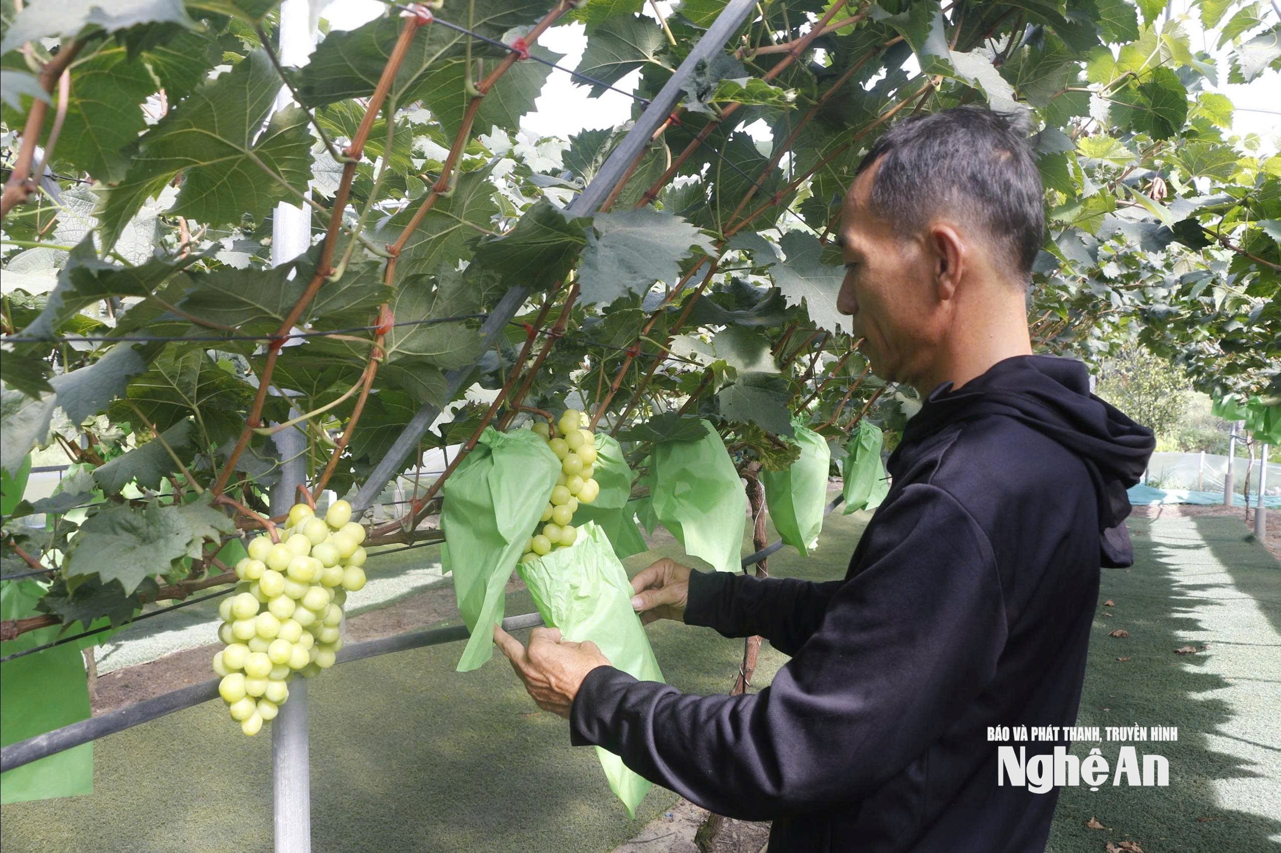 Nho Đông Lộc 1