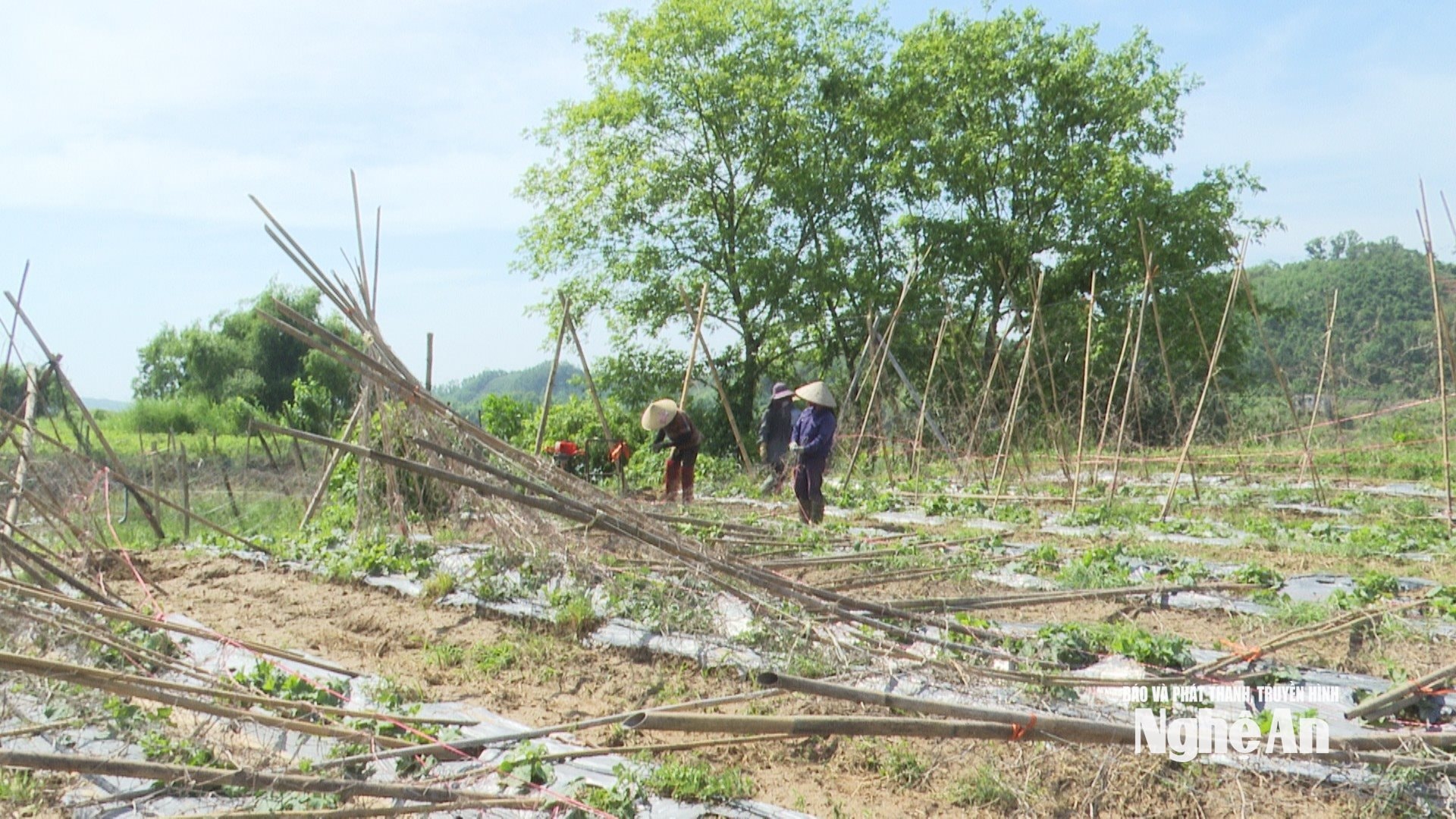  3 ha hoa màu