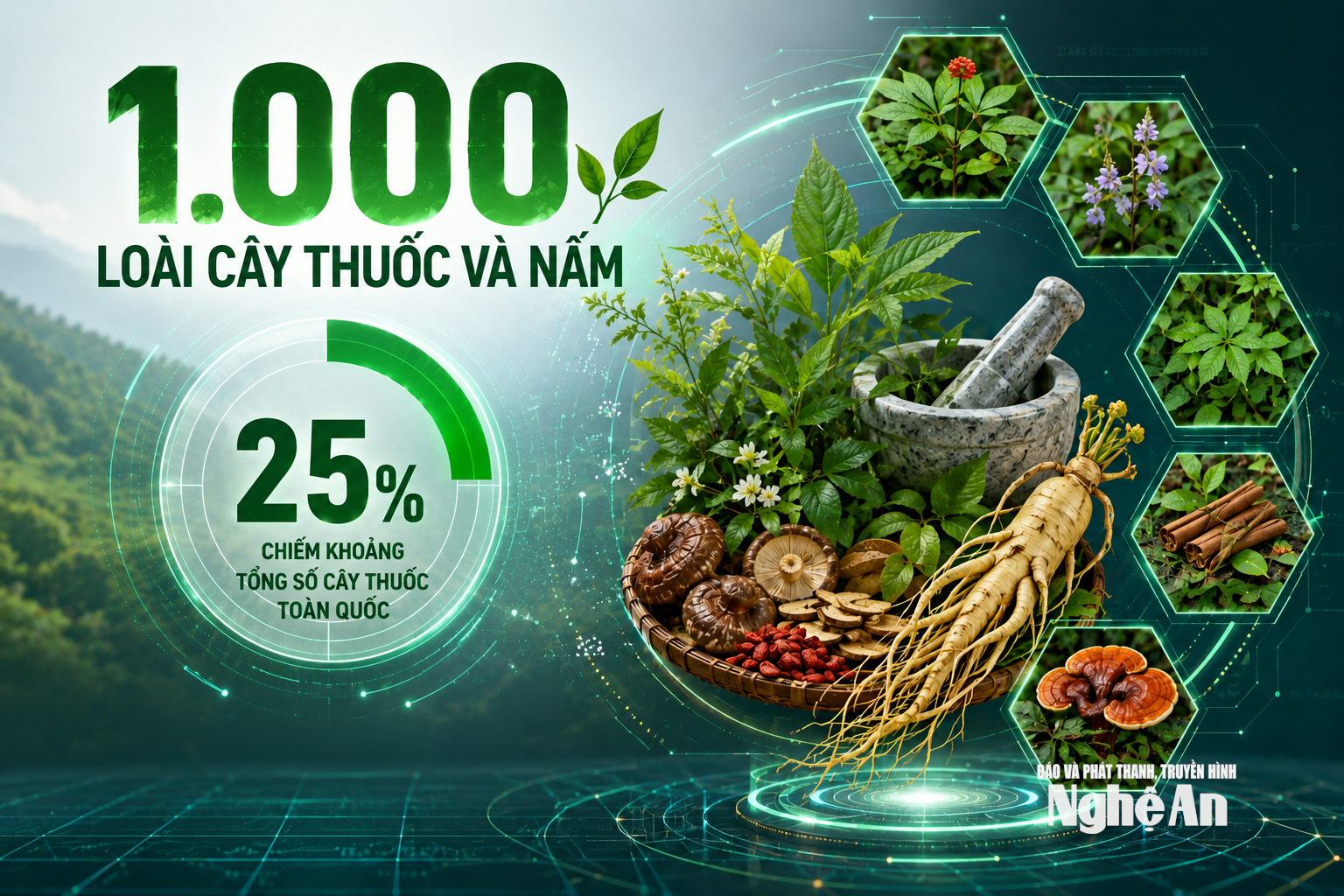 Nghệ An hiện có gần 1.000 loài cây thuốc và nấm, chiếm khoảng 25% tổng số cây thuốc toàn quốc. Ảnh Trung Tài