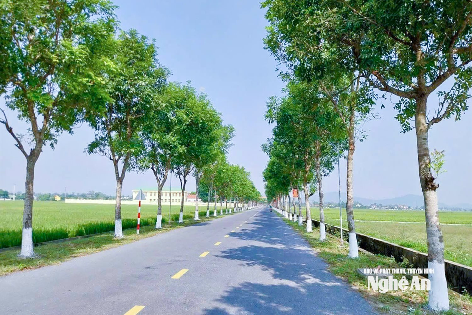 Hàng cây xanh do