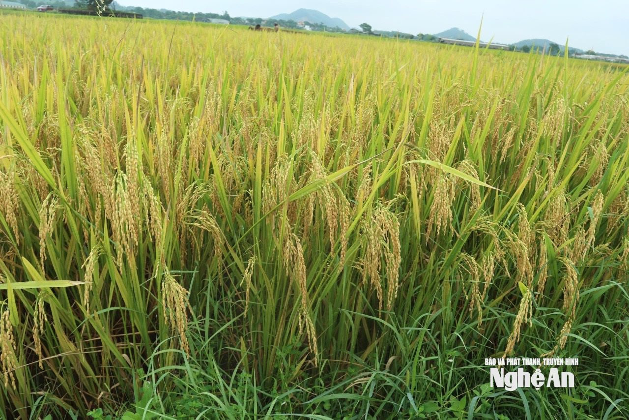 Lúa Thaibinh Seed ơt nghệ an
