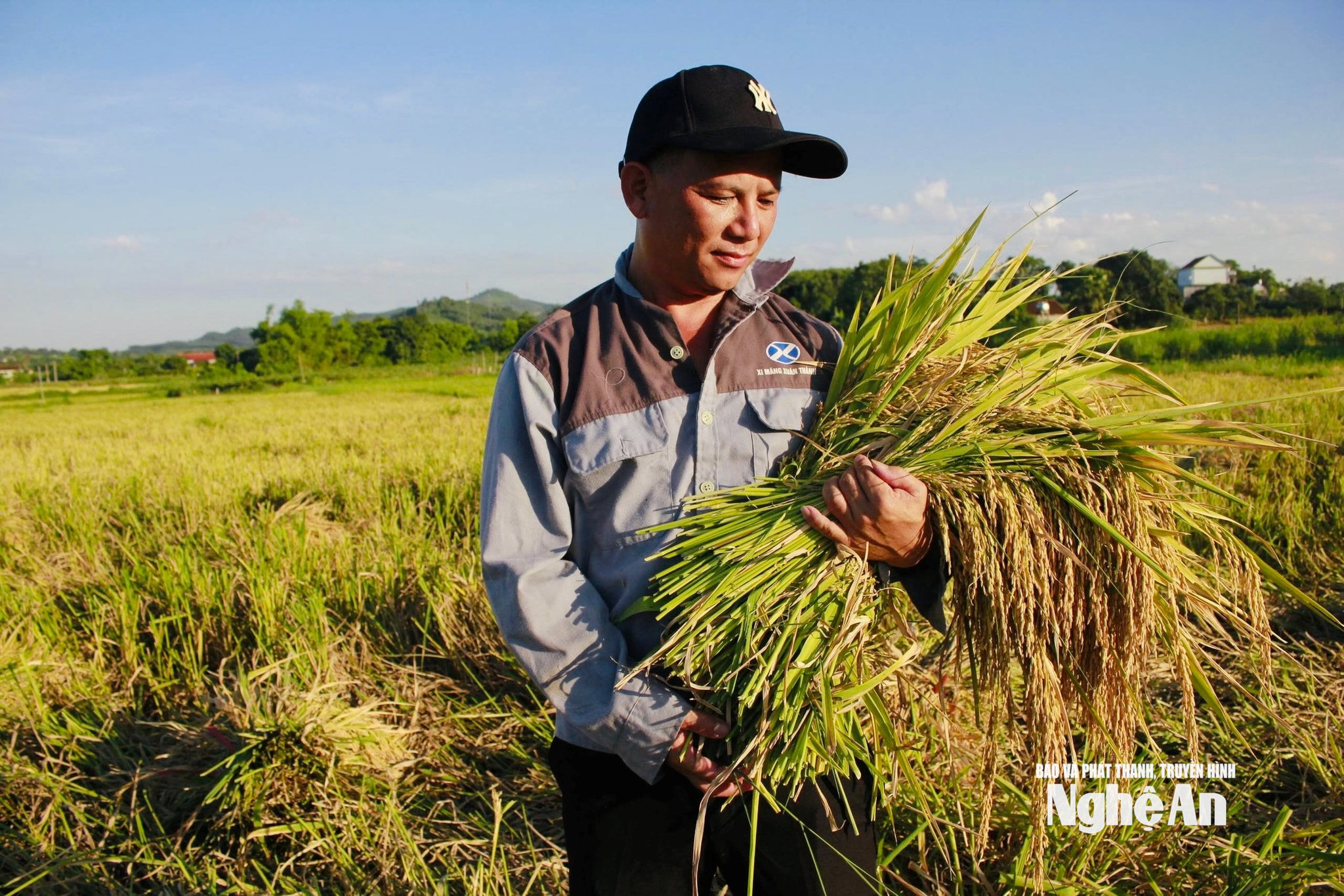 Năng suất lúa Thái Xuyên 111 ở Nghĩa Lâm
