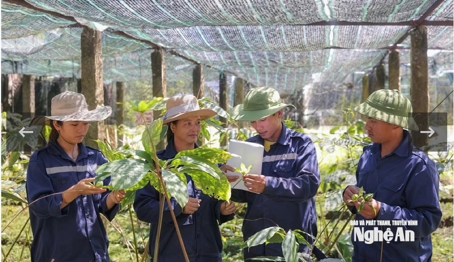 Nhân giống cây bảy lá một hoa tại Trung tâm bảo tồn dược liệu Mường Lống (Nghệ An)