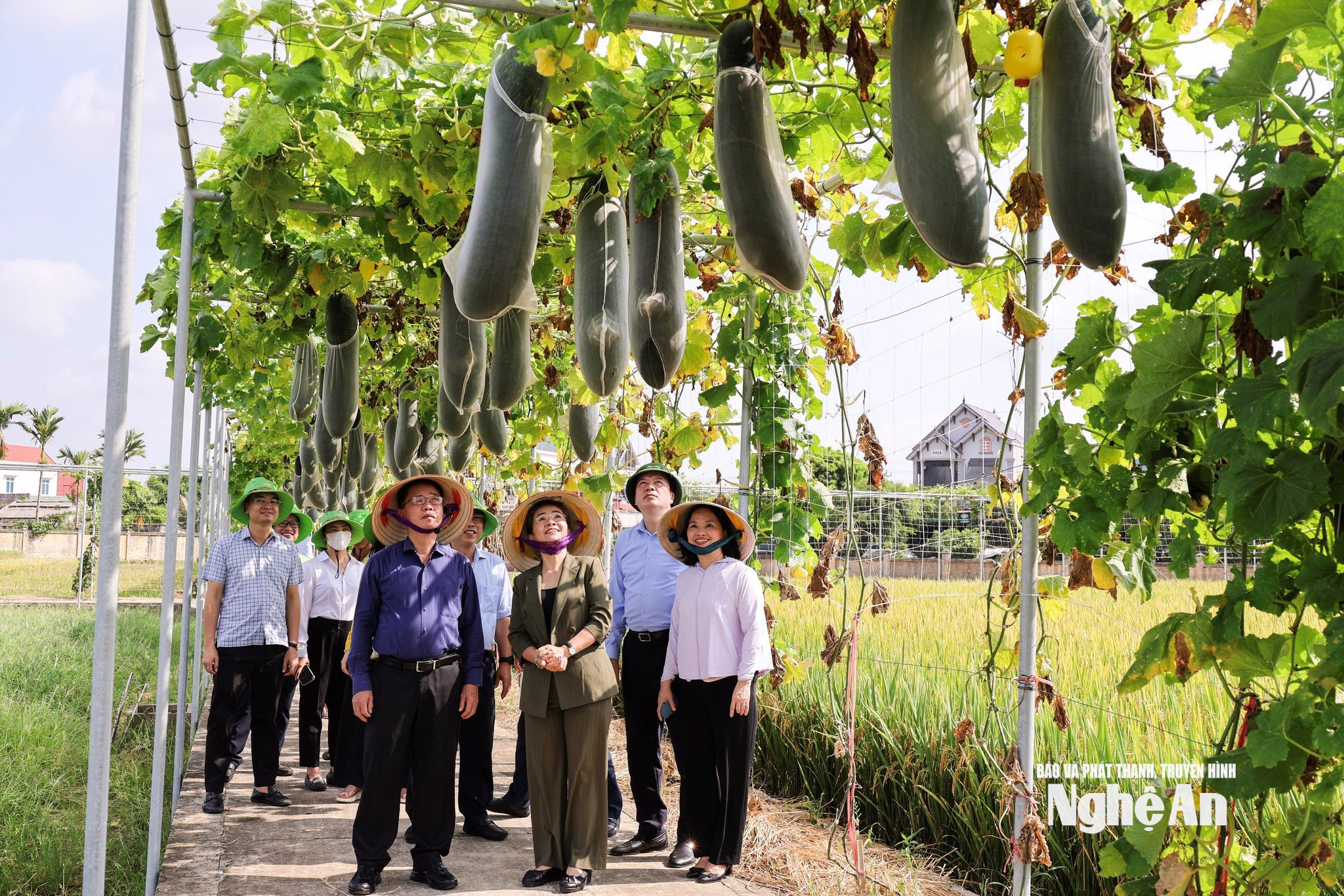 bna_-can-bothaibinh-seed.jpg