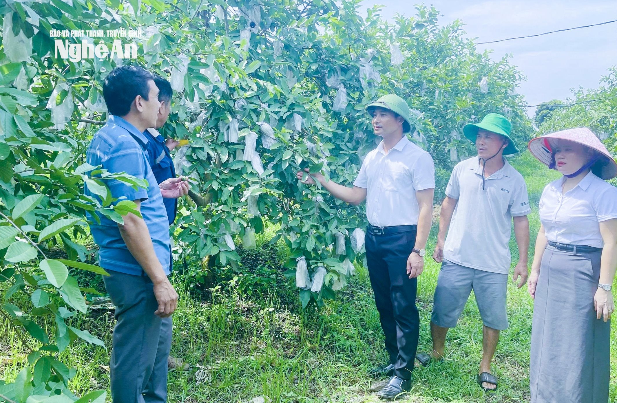 Cán bộ xã Nghĩa Lâm khảo sát, đánh giá hiệu quả mô hình trồng cây ăn quả trên địa bàn. Ảnh: Mai Hoa