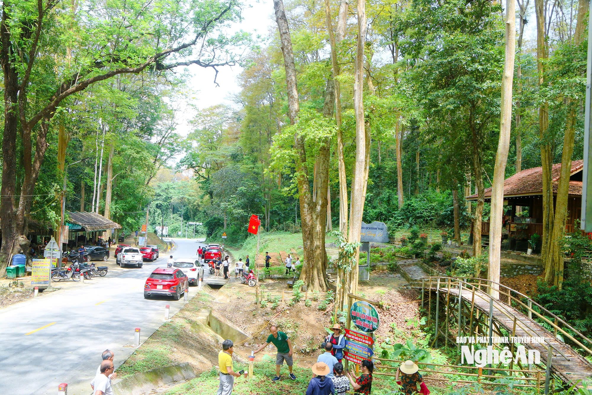 Rừng săng lẻ ở xã Tam Quang. Ảnh: Đình Tuân