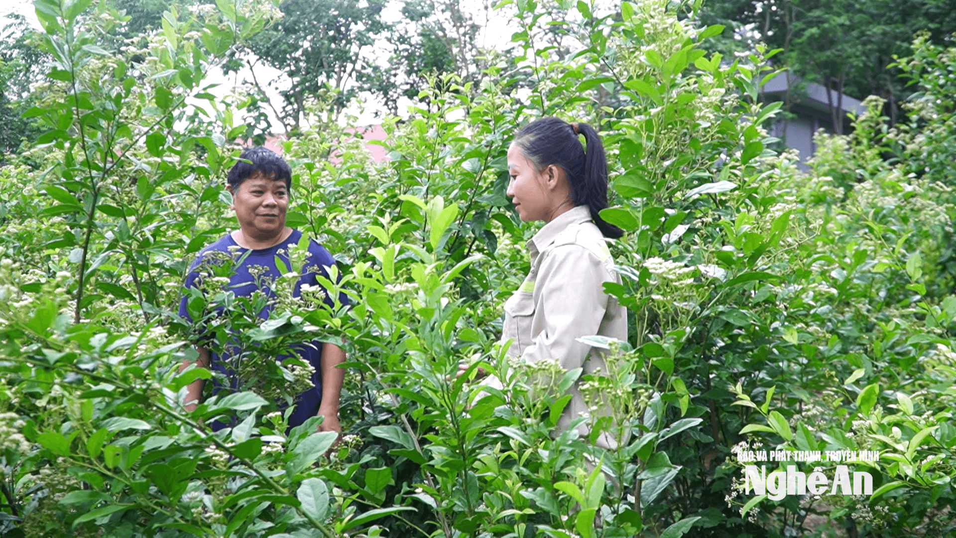 Mo hinh lien ket san xuat duoc lieu giua Hop tac xa Nong duoc Tinh Sang Duong va nguoi dan xa Tam Hop