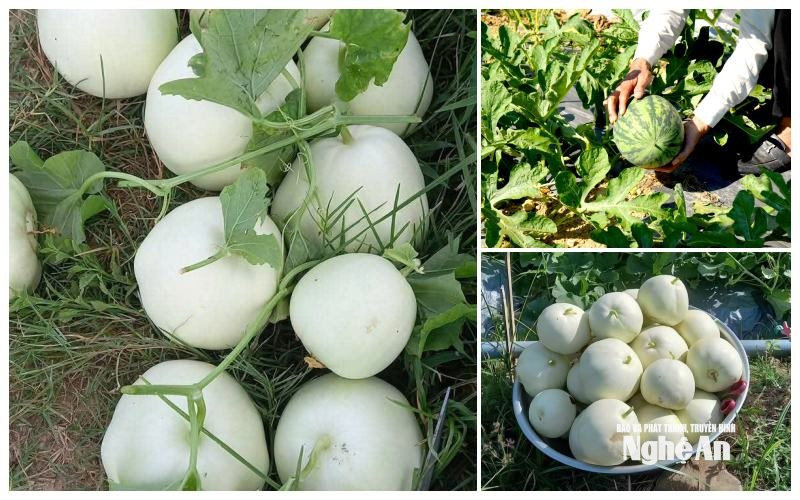 Chinesische Melonen