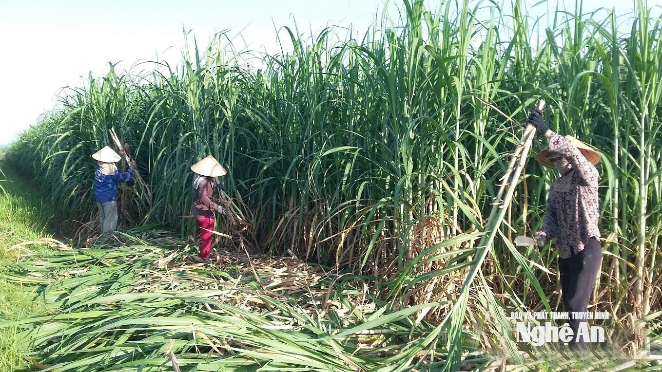 Thu hoạch mía nguyên liệu tại Nhà máy đường NASU. Ảnh TH