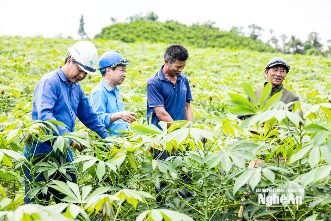 Vùng nguyên liệu sắn của Công ty Cổ phần Á Châu Hoa Sơn. Ảnh VT