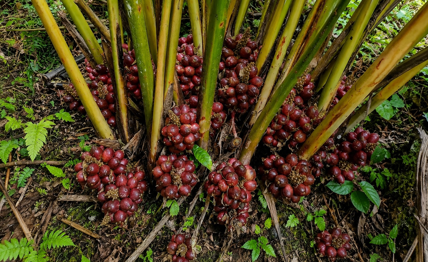 quả sa nhân tím sau này