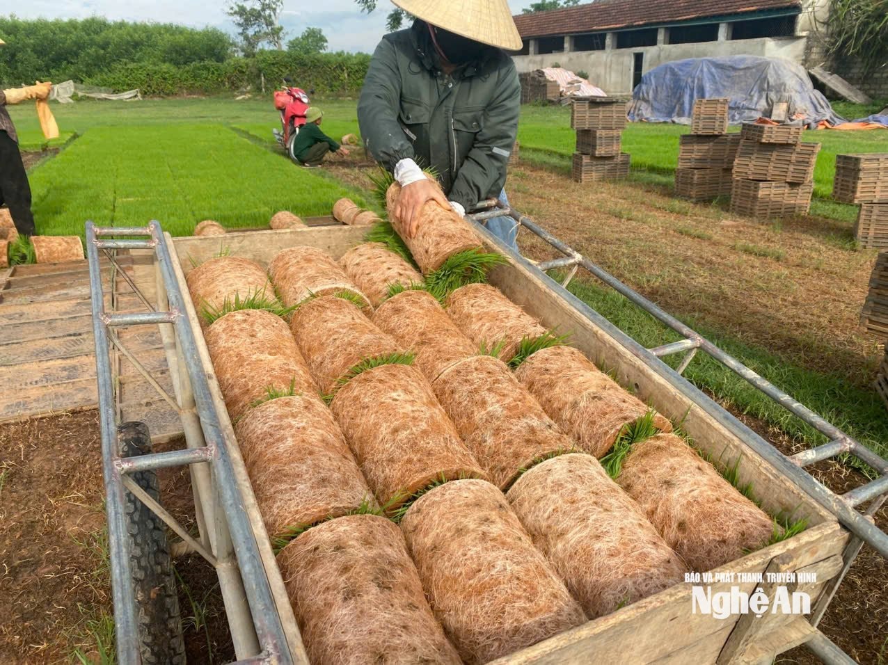 ảnh mạ khay