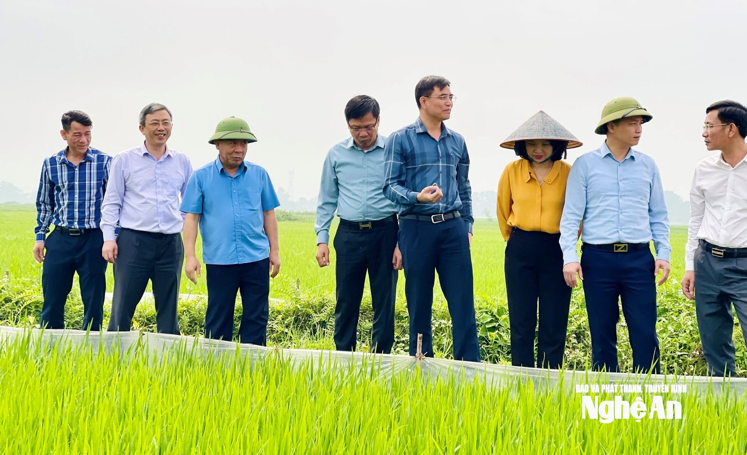 kiem-tra-cac-canh-dong-thuc-hien-nong-lo-phoi-o-nghe-an.-anh-phu-huong(1) (1)