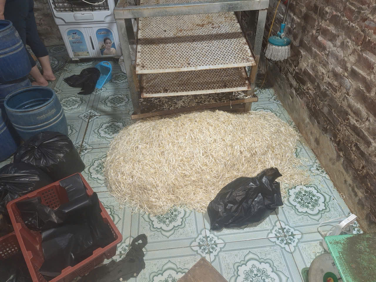 Sản phẩm giá đỗ thành phẩm tại cơ sở sản xuất tỉnh Hưng Yên có dấu hiệu sử dụng hóa chất kích thích