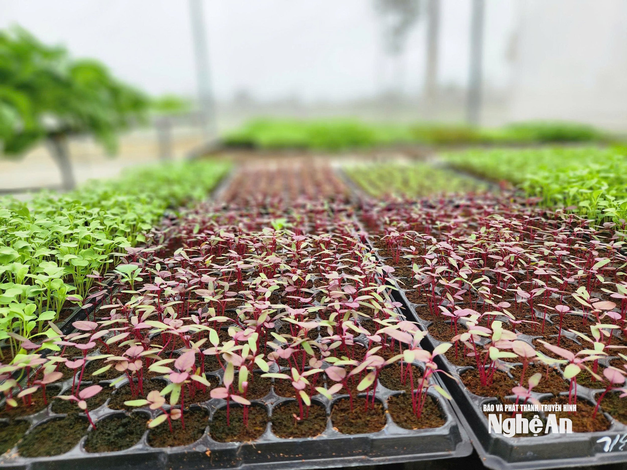 ảnh rau thuỷ canh 3Phương thức trồng rau thuỷ canh tại Tân Sơn giúp tài nguyên nước được sử dụng tối ưu