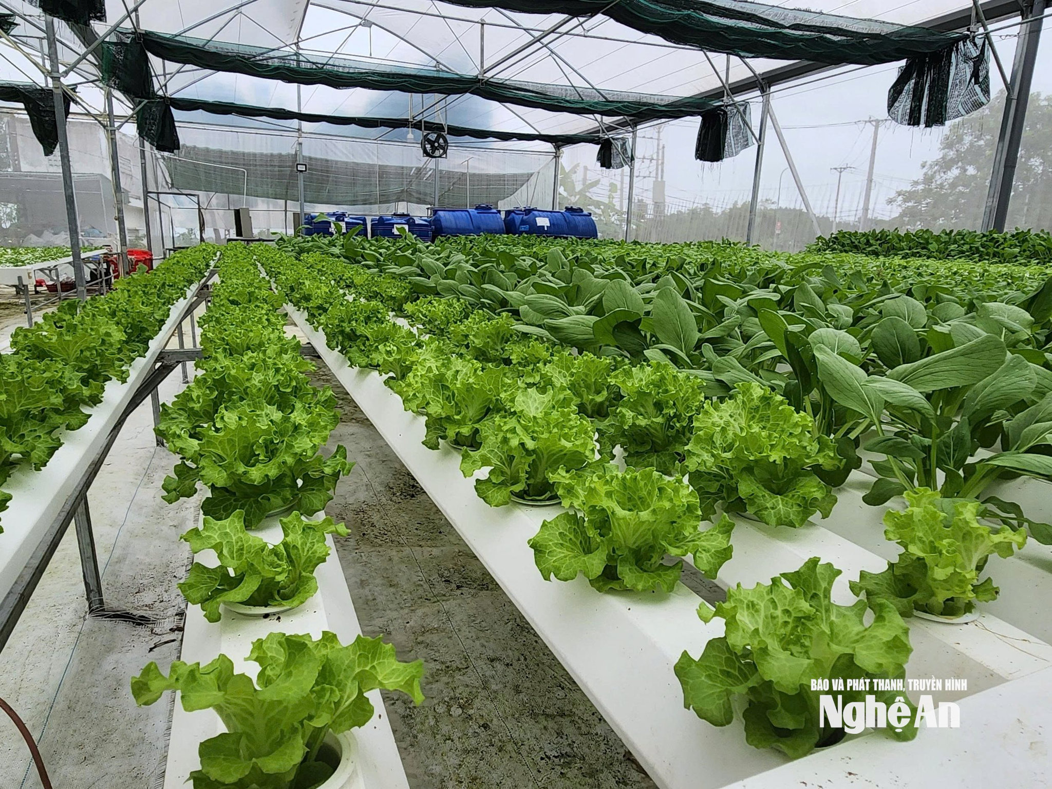 ảnh rau thuỷ canh 5Phương thức trồng rau thuỷ canh tại Tân Sơn giúp tài nguyên nước được sử dụng tối ưu