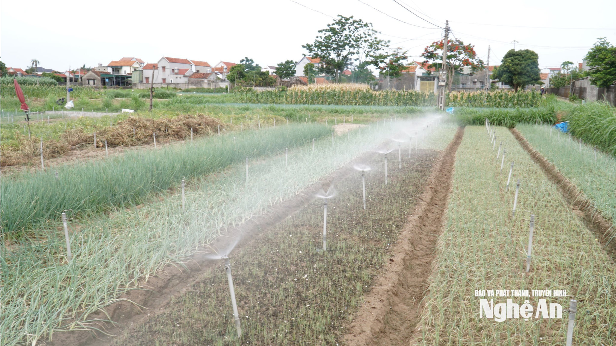  Những hệ thống tưới béc bán tự động ở vùng rau xã Quỳnh Anh 