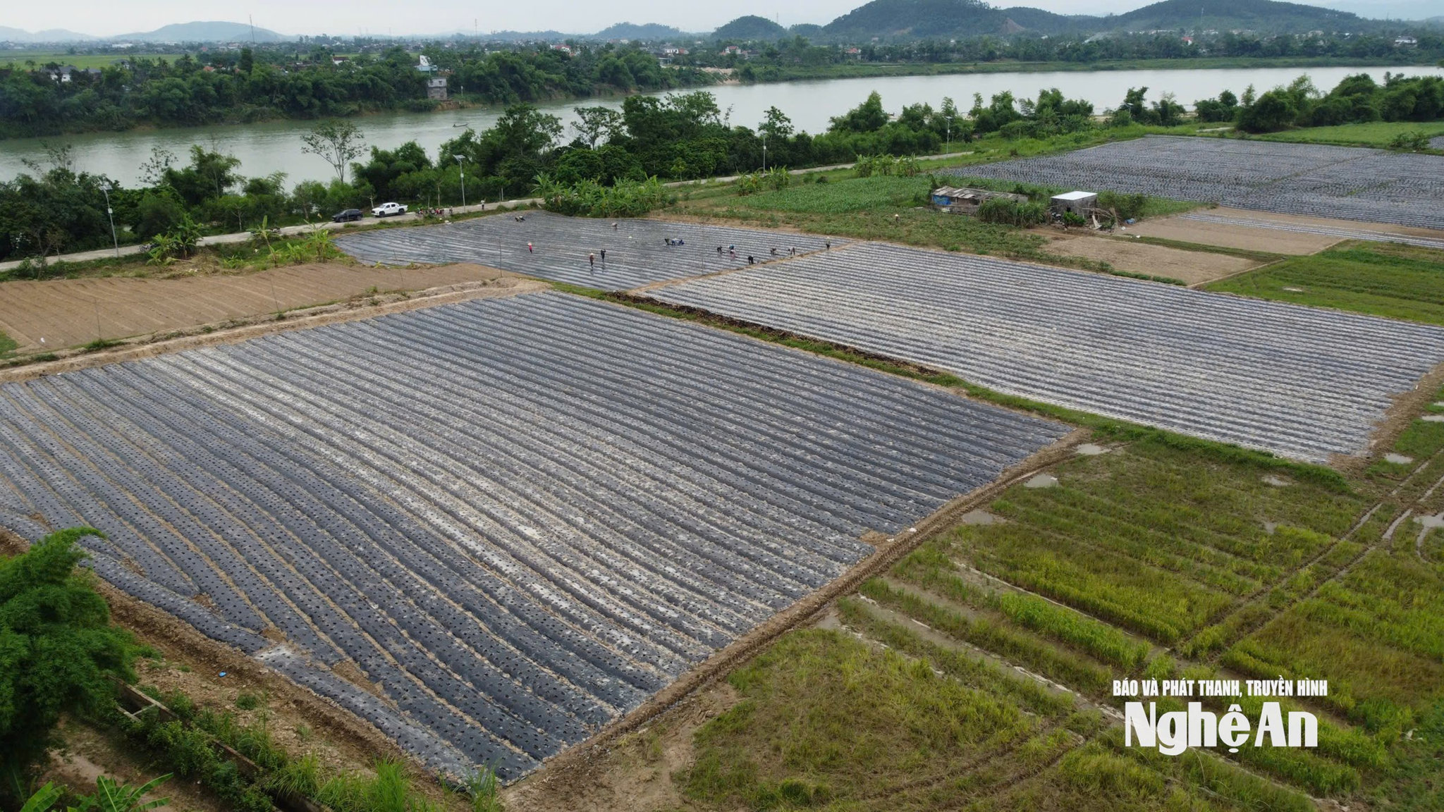 Chuyển đổi trồng cây dược liệu trên vùng đất kém hiệu quảPhương thức trồng rau thuỷ canh tại Tân Sơn giúp tài nguyên nước được sử dụng tối ưu