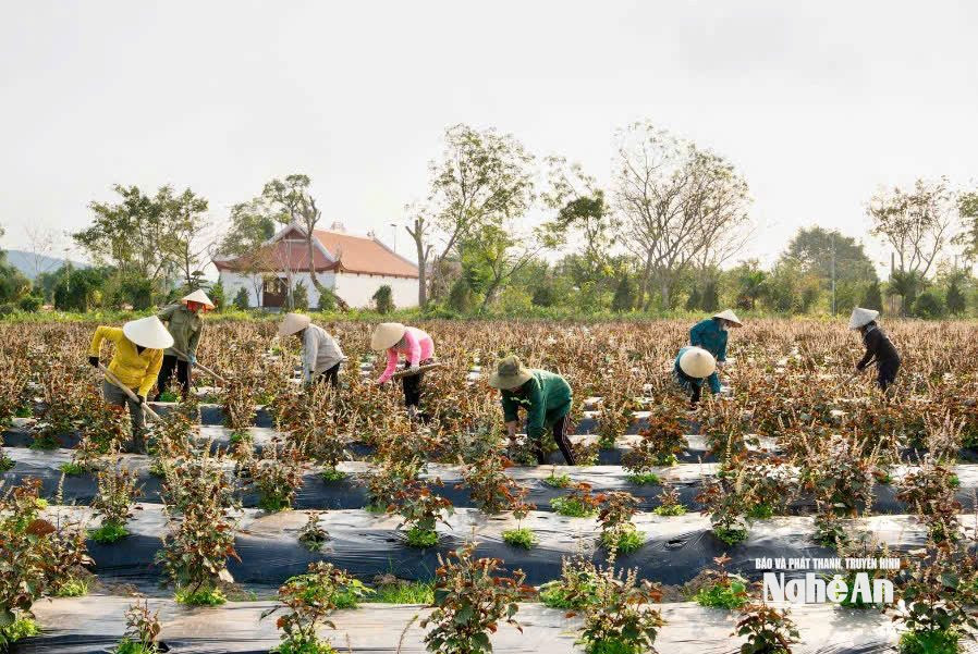 Công nhân Công ty TNHH XNK Thảo dược. Hằng Moon chăm sóc và thu hoạch cây tía tô