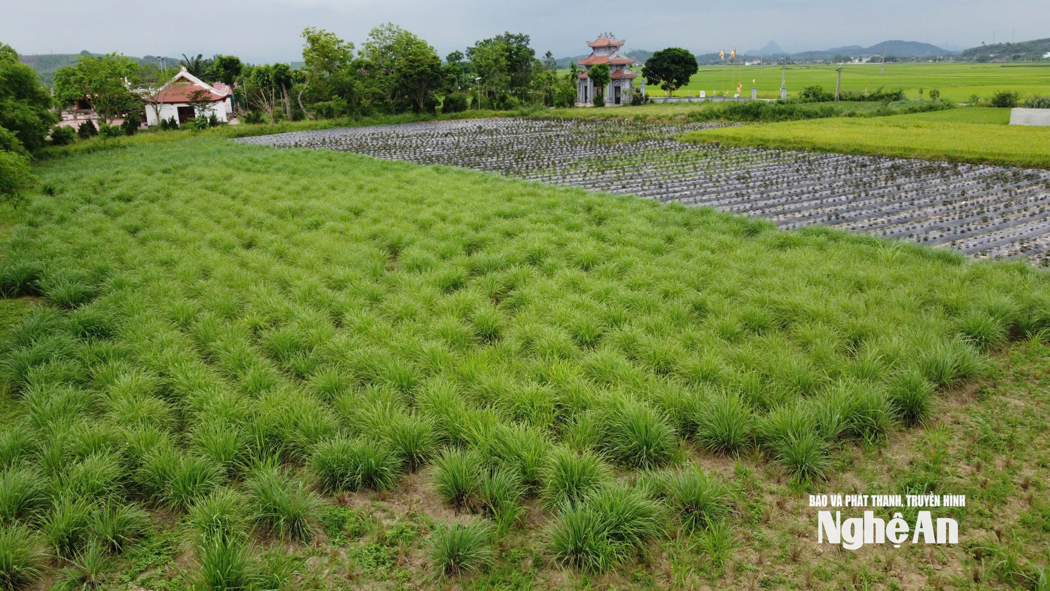 Hằng Moon 7