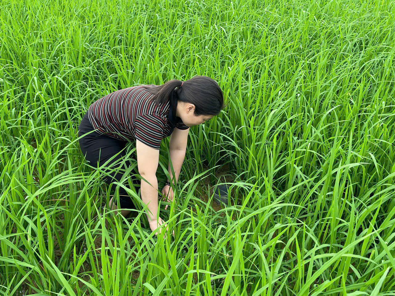lúa carbon 2Cán bộ xã Vạn An kiểm tra mực nước trên ruộng lúa sản xuất theo phương thức nông lộ phơi