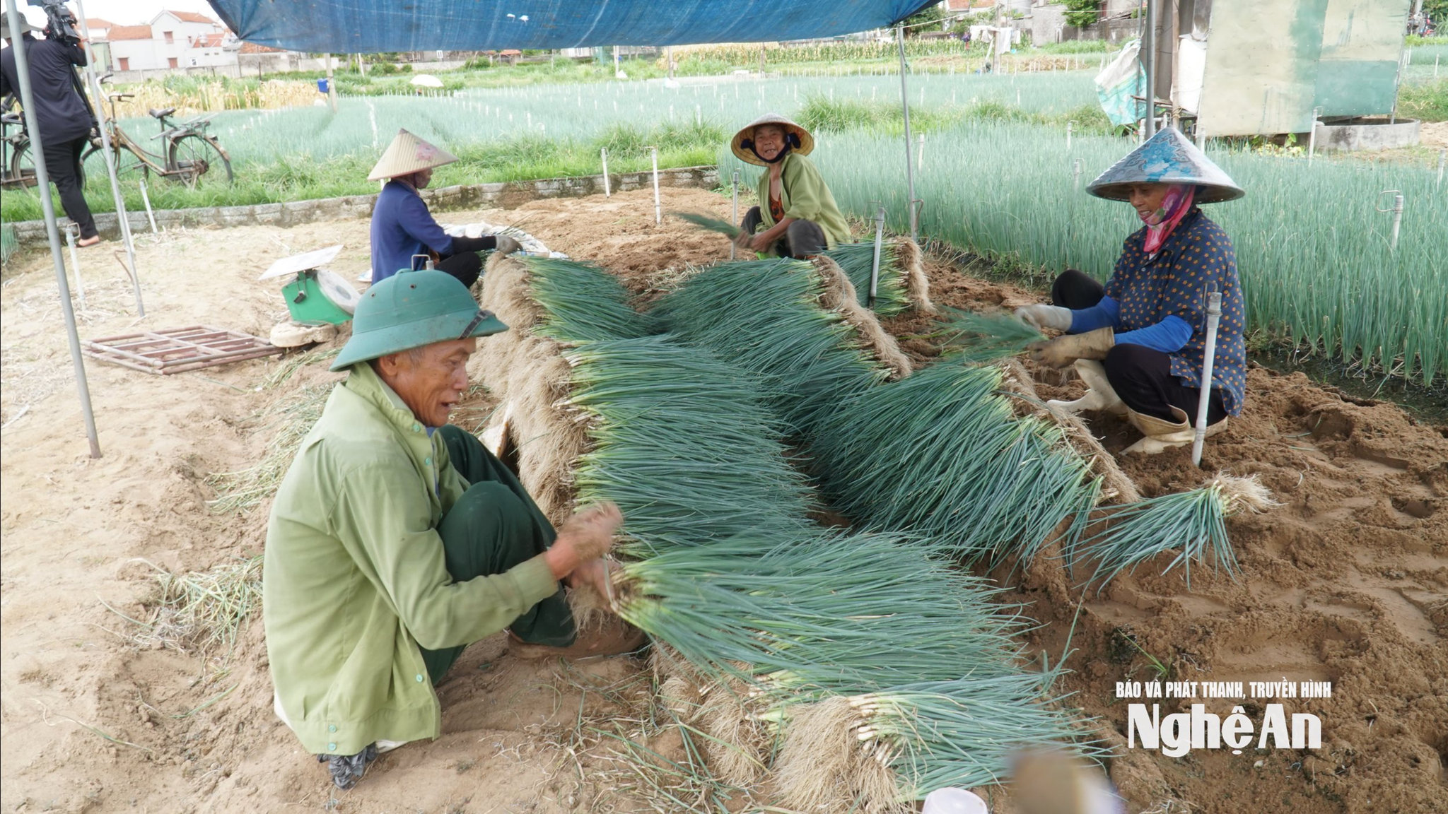Trồng hành lá đem lại thu nhập cao cho nông dân các vùng rau trên địa bàn tỉnh