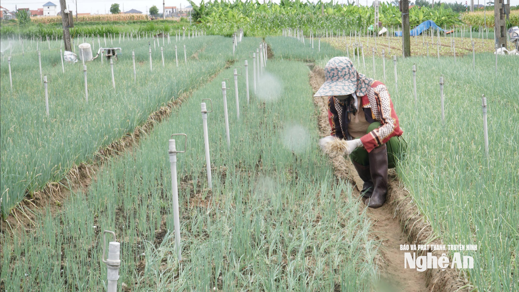 Việc đầu tư hệ thống tưới bec bán tự động giúp nông dân tiết kiệm nhiều công sức