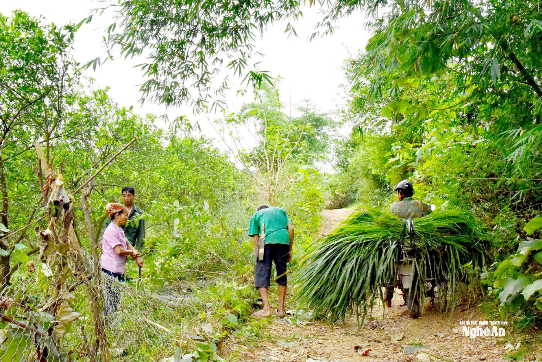 uploaded-hoaithubna-2023_04_29-_nguoi-dan-ban-nua-xa-yen-khe-thao-do-bo-rao-chat-cay-cam-va-hien-dat-de-chuan-bi-thi-cong-tuyen-duong-tung-cong-8239(1).jpg