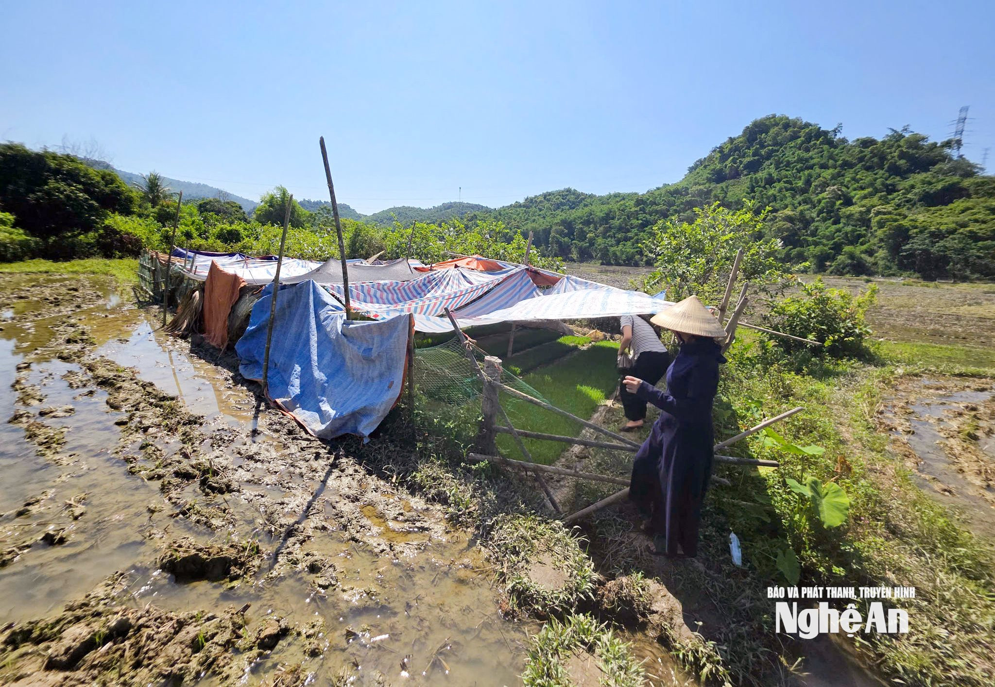 Chị Lữ Thị Sen bản Tam Bông phải che bạt chống nóng cho mạ gieo trên ruộng.