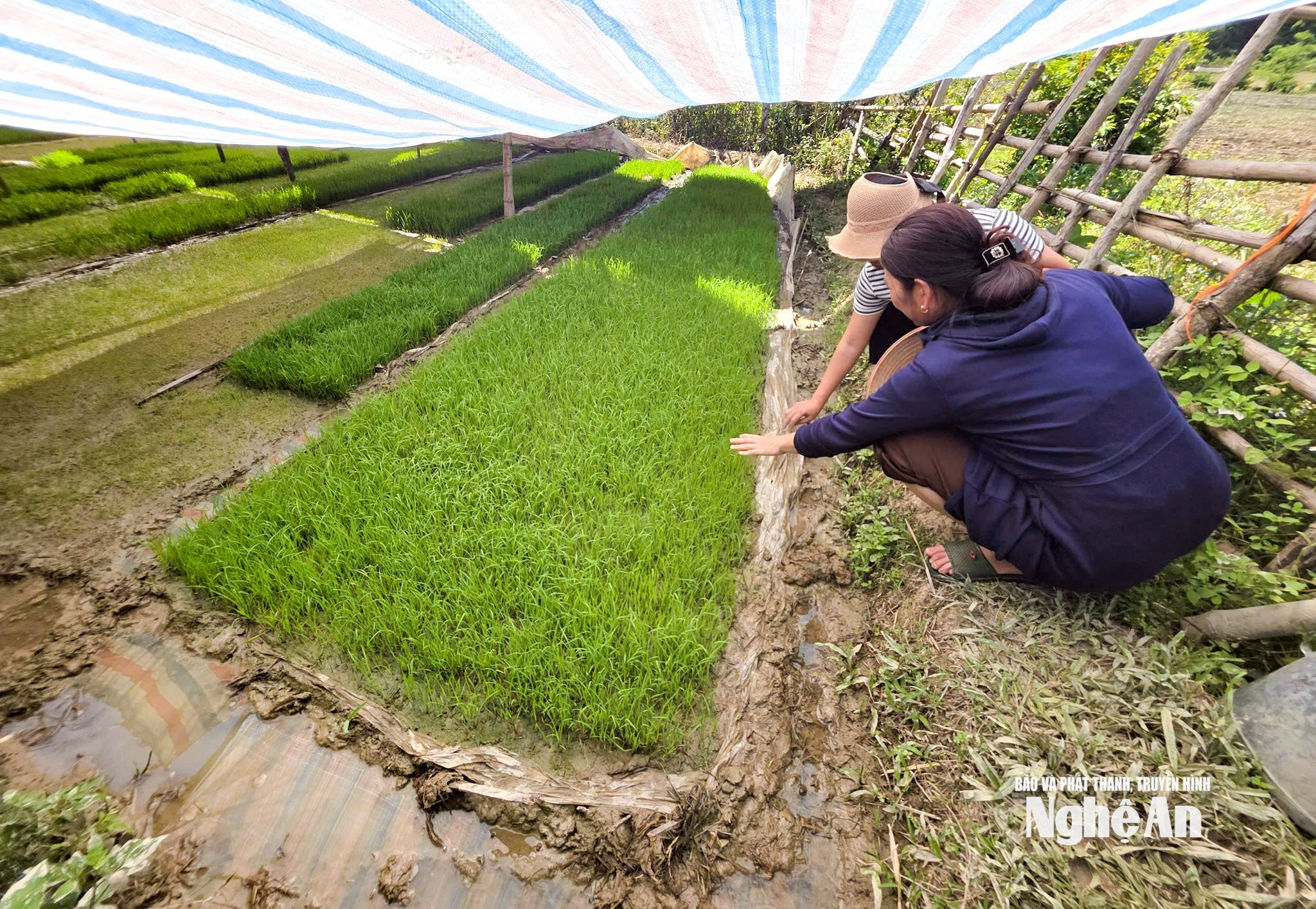Đây là thửa mạ mà chị Sen phải xuống giống đến lần thứ 5 trong vụ hè thu
