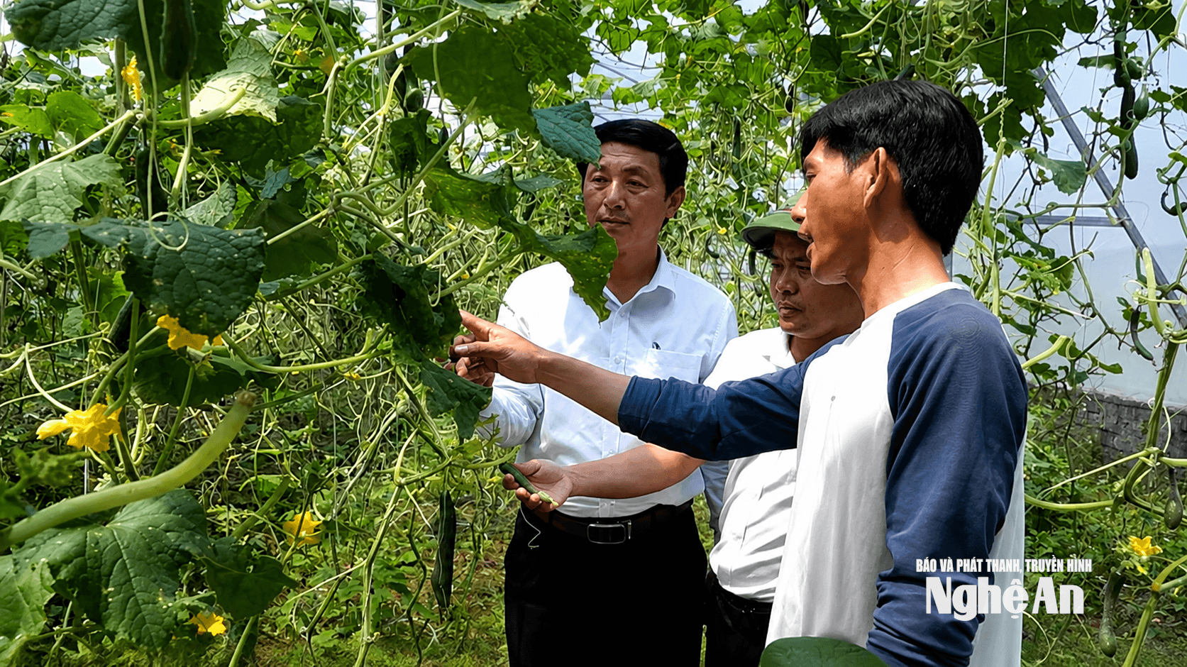 Mô hình trồng rau sạch nhà màng của anh Bùi Hữu Hùng ở xóm Tháp Thổ, xã Nam Đàn. Ảnh Hoàng Việt Anh