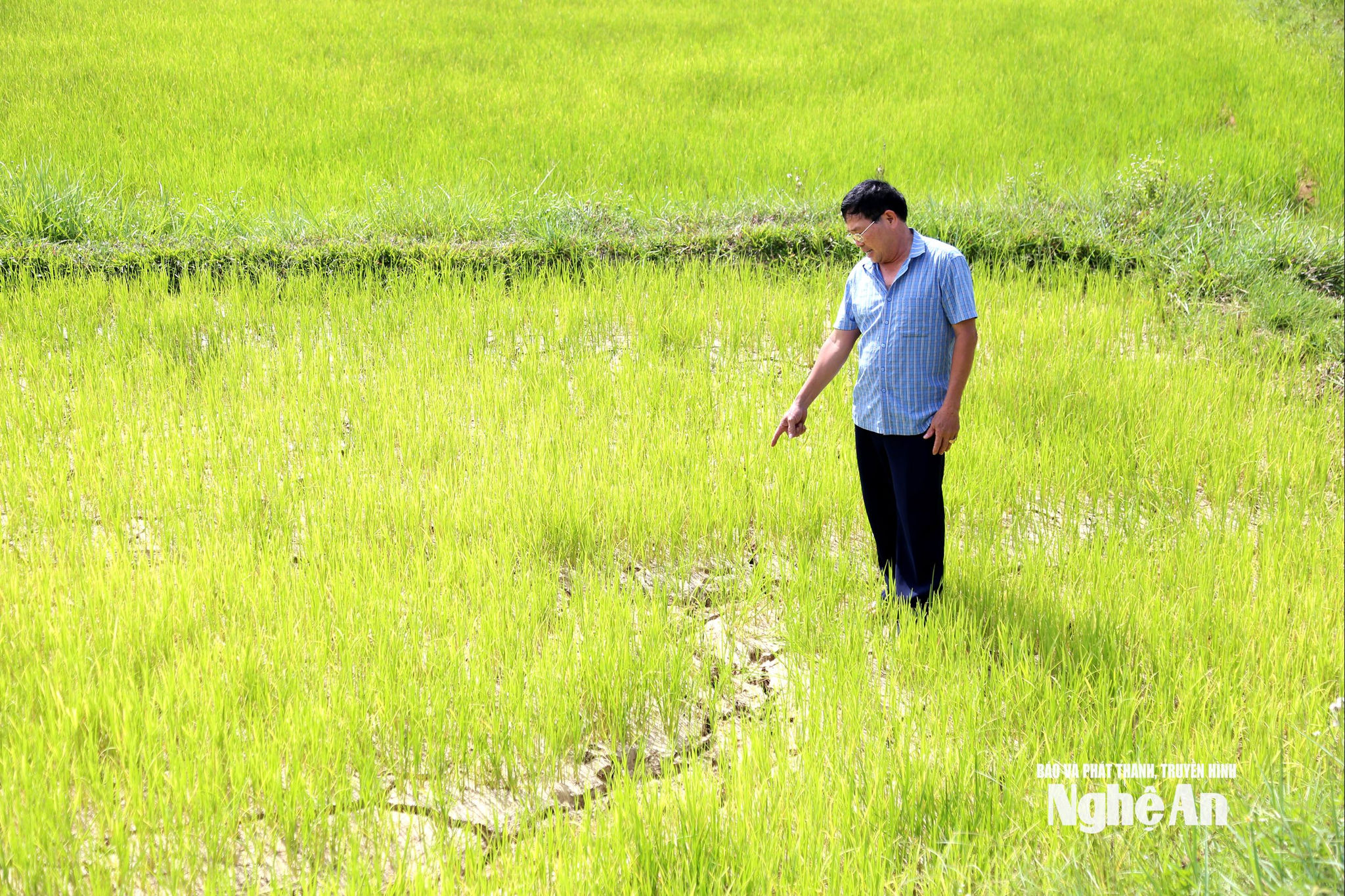 lúa hạn 8 (1)