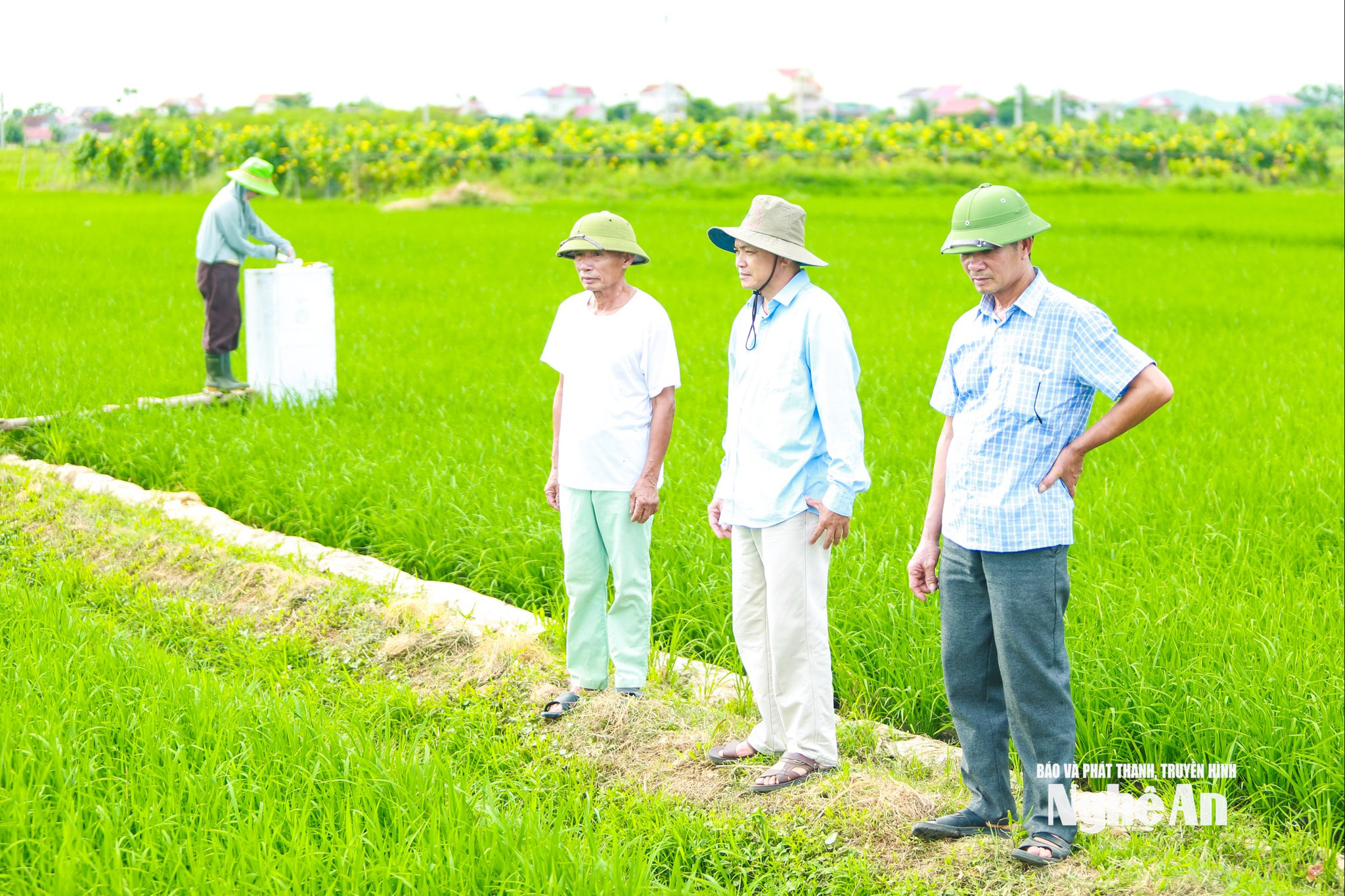 lúa phát thải thấp13