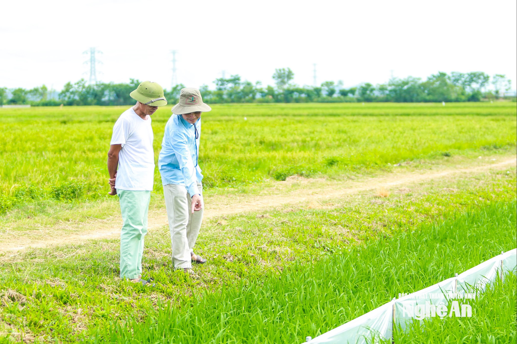 lúa phát thải thấp15