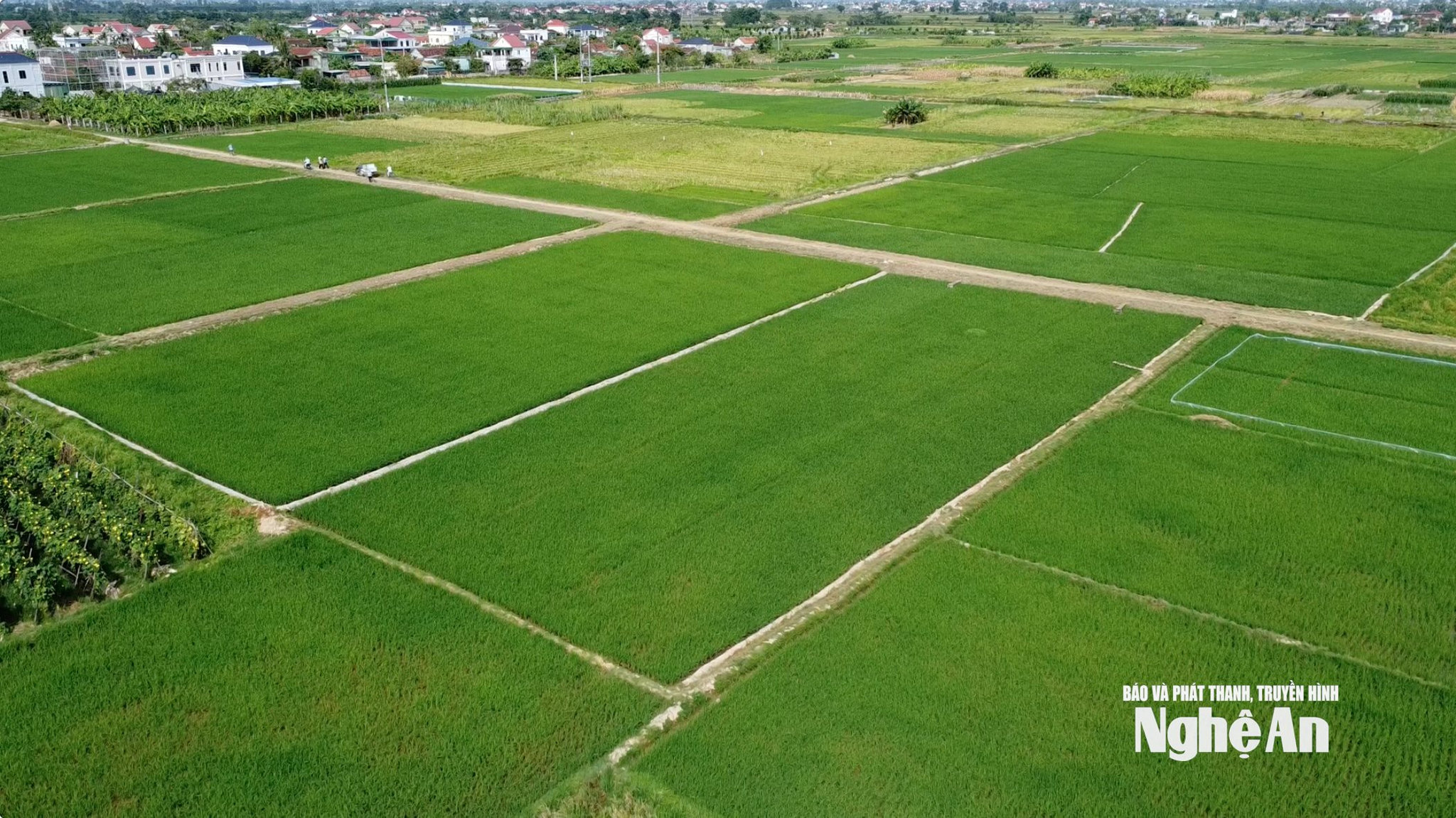 lúa phát thải thấp3