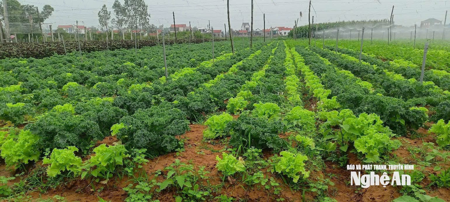 Mô hình cải kale áp dụng IPHM vào canh tác, đáp ứng nhu cầu chế biến. Ảnh- T.P
