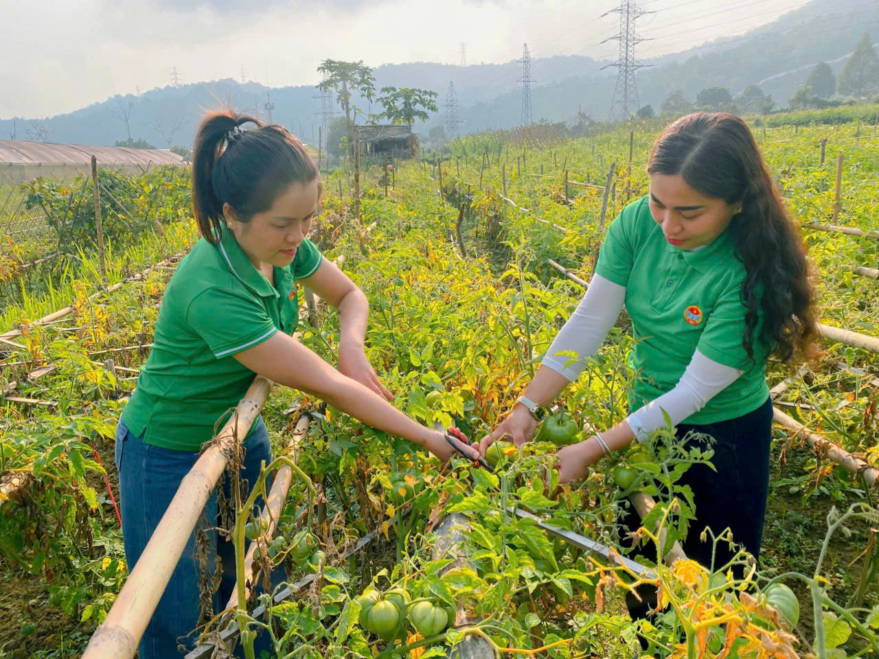 Trồng cà chua VietGap tại bản Phòng xã Tương Dương. Ảnh: Hoài Thu
